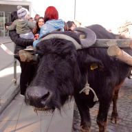A Buffalo Waiting to Pull a Cart