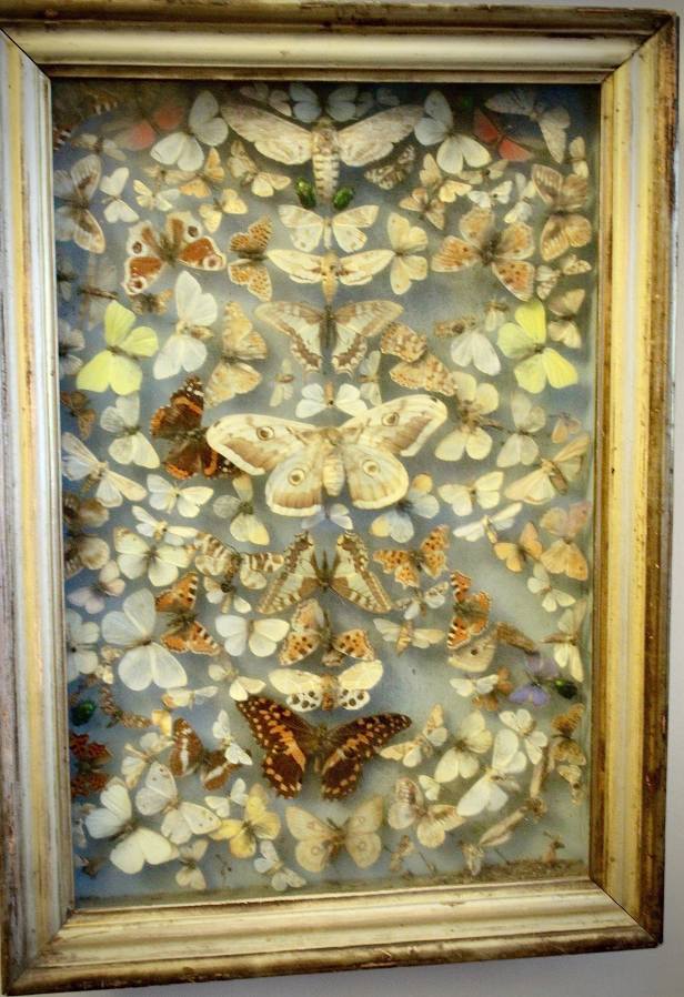 Moth Art